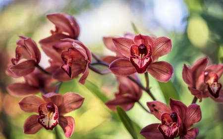 Orchids - red, flower, bokeh, orchid, green