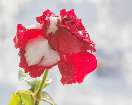 Red rose - trandafir, white, red, snow, winter, valentine, rose, flower