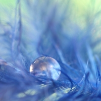 Water drop on a feather