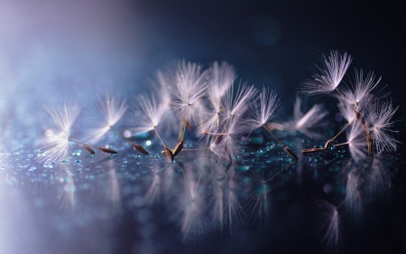 Dandelions - white, glitter, purple, fluffy, reflection, dandelion, blue, seed