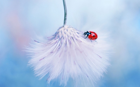 Ladybug on a fluffy dandelion - white, ladybug, fluffy, macro, red, dandelion, blue, insect