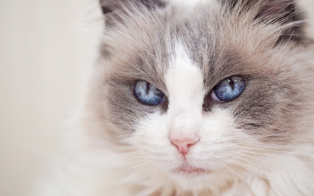 Cat - face, pisica, animal, cat, eye, blue