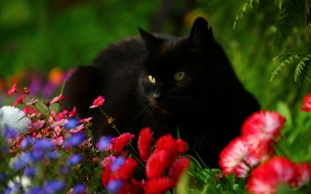 Black cat - black, animal, pisica, summer, red, green, flower, cat