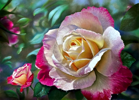 Rose Beauty - buds, petals, plant, blossom, garden