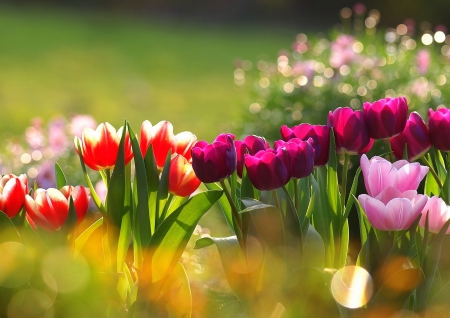 Pretty Tulips - nature, tulip, pretty, flower