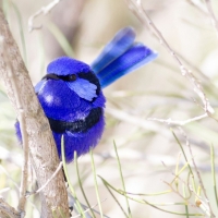 Cute Little Blue Bird