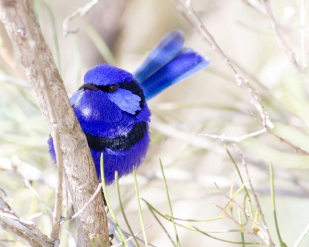 Cute Little Blue Bird - branch, blue, feather, animal, color, bird