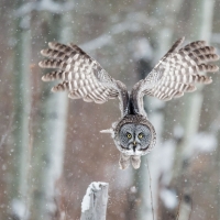 Great Grey Owl