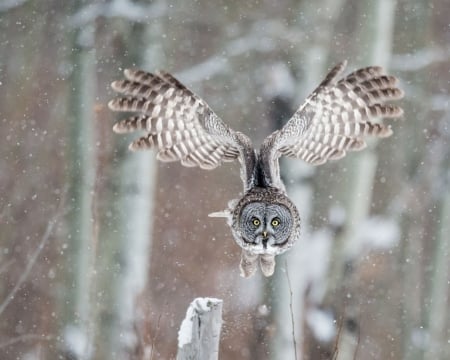 Great Grey Owl - owl, grey, birds, winter, flight, animl, wings