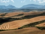 Grain fields