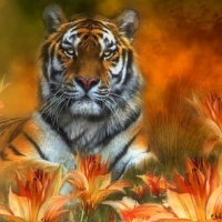 Wild Tiger