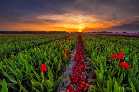 Tulips field at sunset - sky, pretty, beautiful, tulips, summer, field, flowers, sunset