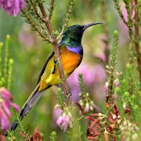 Colorful Bird