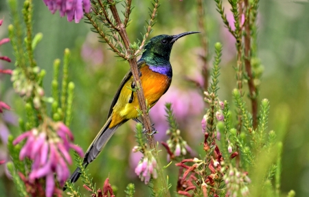 Colorful Bird - animal, pretty, bird, flower