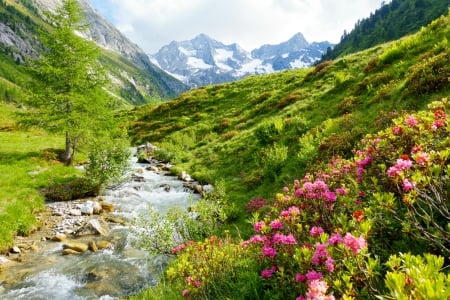 Alpine roses and wild brook - sky, freshness, roses, greenery, stream, spring, creek, view, river, grass, landscape, mountain, hills, brook, wild, alps, small, wildflowers