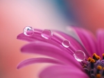 Water drops