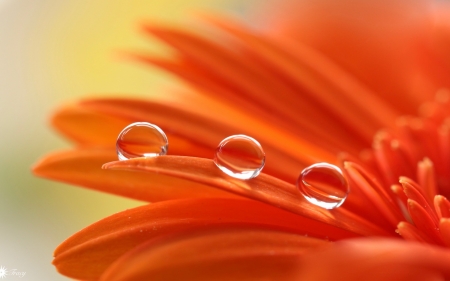 Water drops - close-up, water drops, macro, trio, orange, flower, petals, gerbera