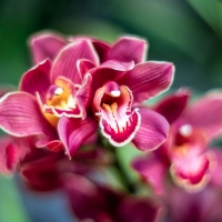 Orchids