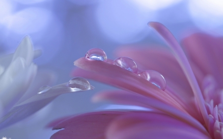 Water drops - bokeh, close-up, blue, water drops, macro, trio, petals, pink