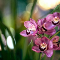 Orchids