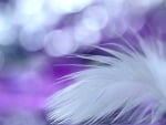 Feather