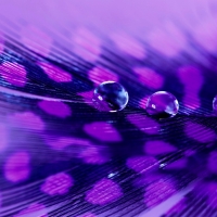 Water drops