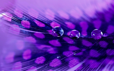 Water drops - purple, macro, pink, water drops, feather, dot, texture, black