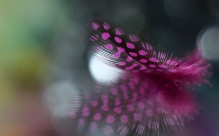 Feather - bokeh, green, macro, feather, pink, dot