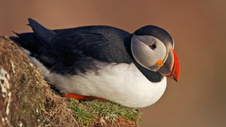 Puffin - bird, black, puffin, white, cute, pasare, orange