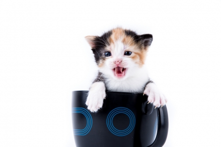 Kitten - funny, animal, cute, black, sweet, cat, cup, white, pisica, kitten