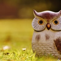 Funny Owl