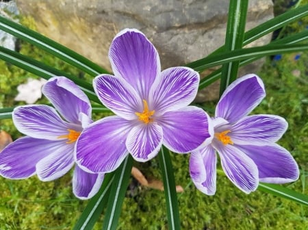 Purple Blossoms - garden, plants, spring, petals, crocus