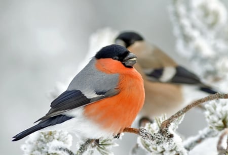 Bull Finch in Winter