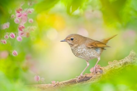 A Nightngale - bokeh, branch, a nightingale, a bird, Nightingale-whistler