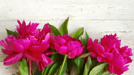 Beautiful Peony - bloom, flowers, peony, wood