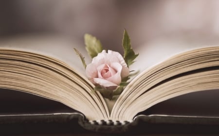 Beauty - flowers, rose, page, book