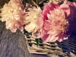 Basket of Peonies