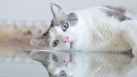 Cute Cat - cute, mirror, animals, cat