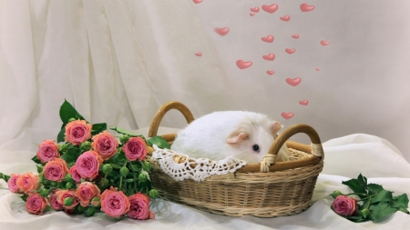 Still Life - flowers, basket, cute, guinea pig, still life