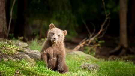 Bear - young, bear, animals, grass