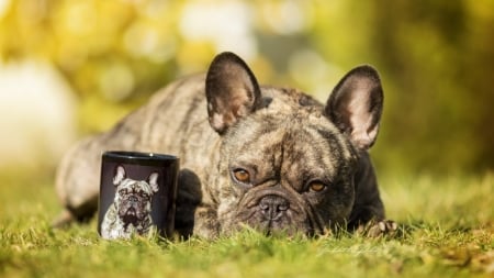 Cute Dog - animals, cup, dog, grass