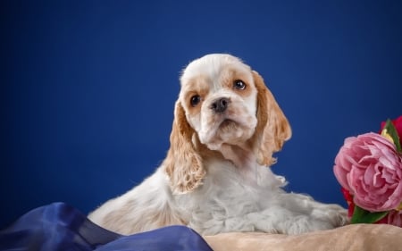 Puppy - blue, dog, flower, pink, sweet, peony, animal, cute, caine, puppy, spaniel