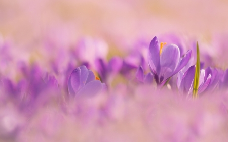 Crocuses - soft, spring, flower, crocus, pink