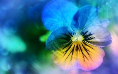 Pansy - viola, skin, yellow, blue, green, pansy, spring, flower