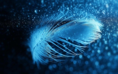 Feather - black, feather, blue, glitter