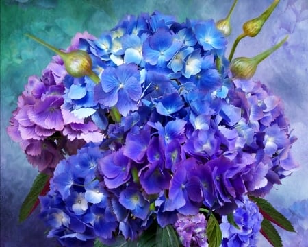 Hydrangea bouquet - flower, purple, bouquet, blue, art, carol cavalaris, pictura, painting, hydrangea