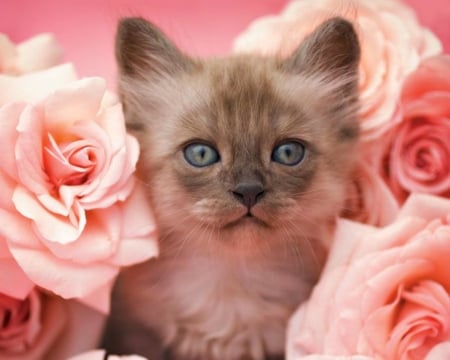 Kitten - trandafir, pink, sweet, cat, pisica, animal, kitten, rose, cute