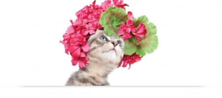 Like a diva - flower, pink, sweet, cat, pisica, white, wreath, kitten, funny, green, cute