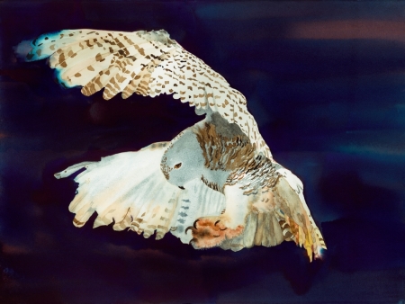 Snowy Owl in Nisqually Delta, Washington - flying, raptor, wildlife, wings