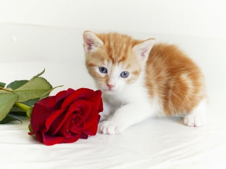 Happy Valentine's Day! - trandafir, flower, sweet, cat, pisica, an imal, red, valentine, rose, cute, card